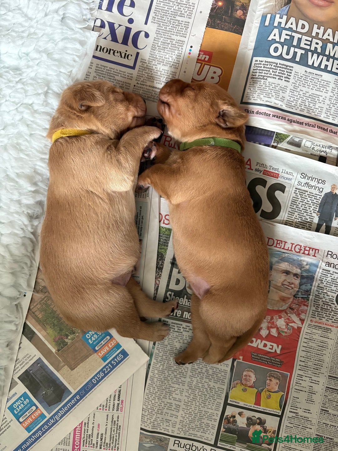 Labrador Retriever dogs for sale: Culm valley X Gold Celtic Warrior of Clearmeadow - Image 6
