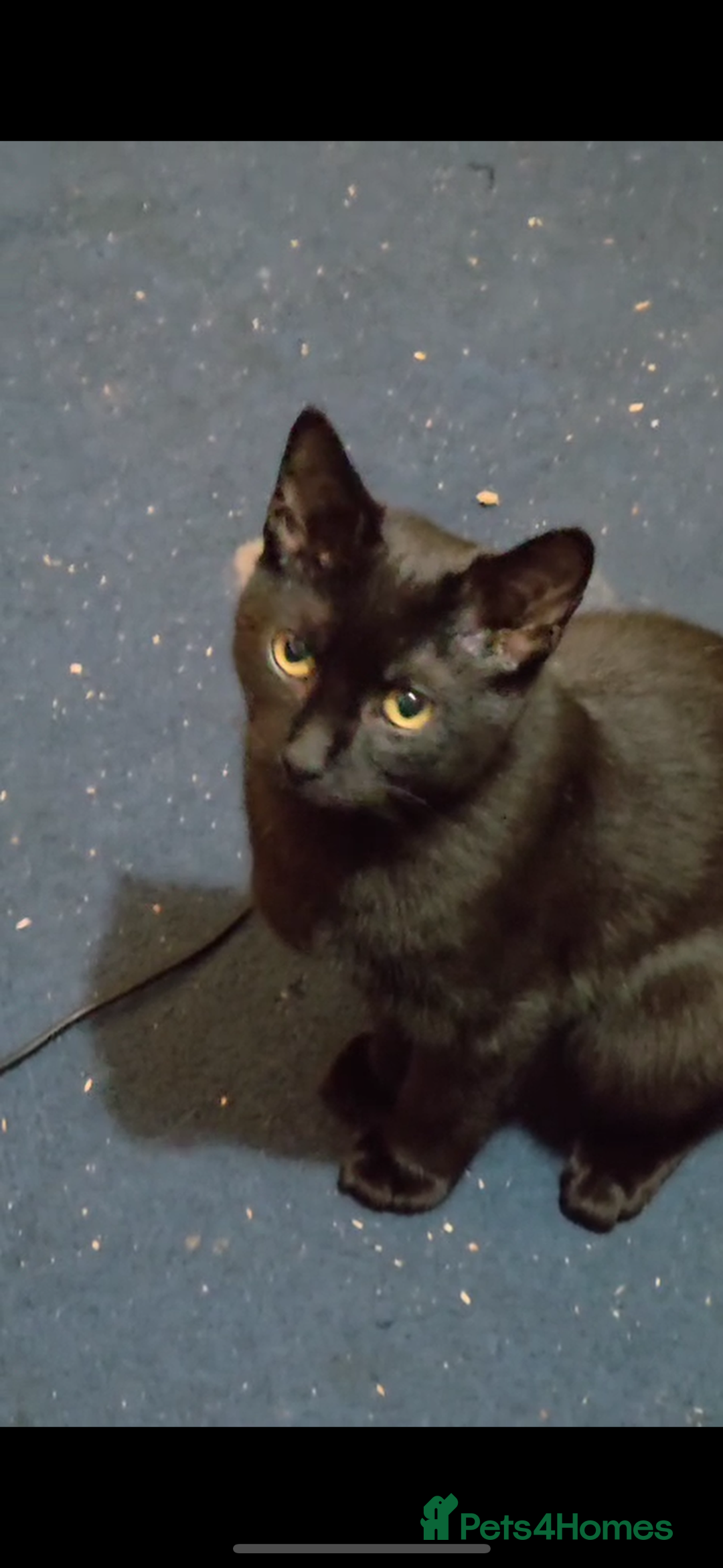 Mixed Breed cats for sale: Rescue cats- adults 🧡 - Advert 8