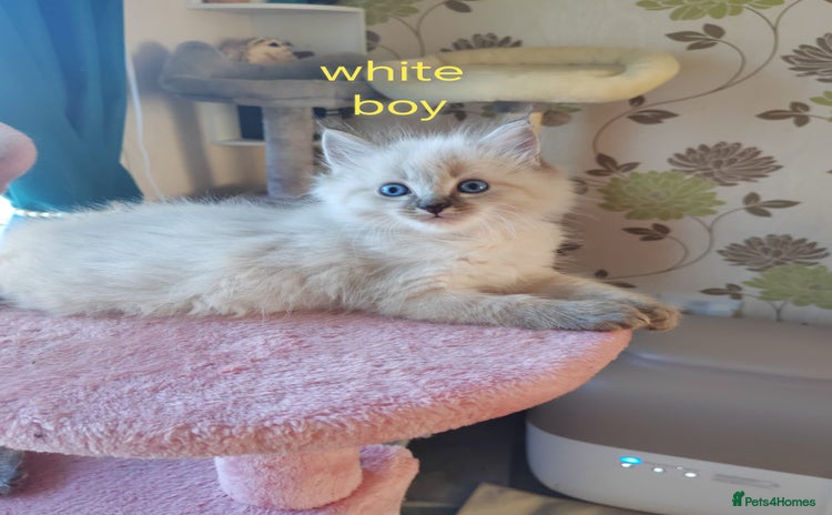 Ragdoll cats - Advert 2
