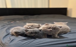 British Shorthair cats for sale: British shorthair blue and lilac  - Image 11
