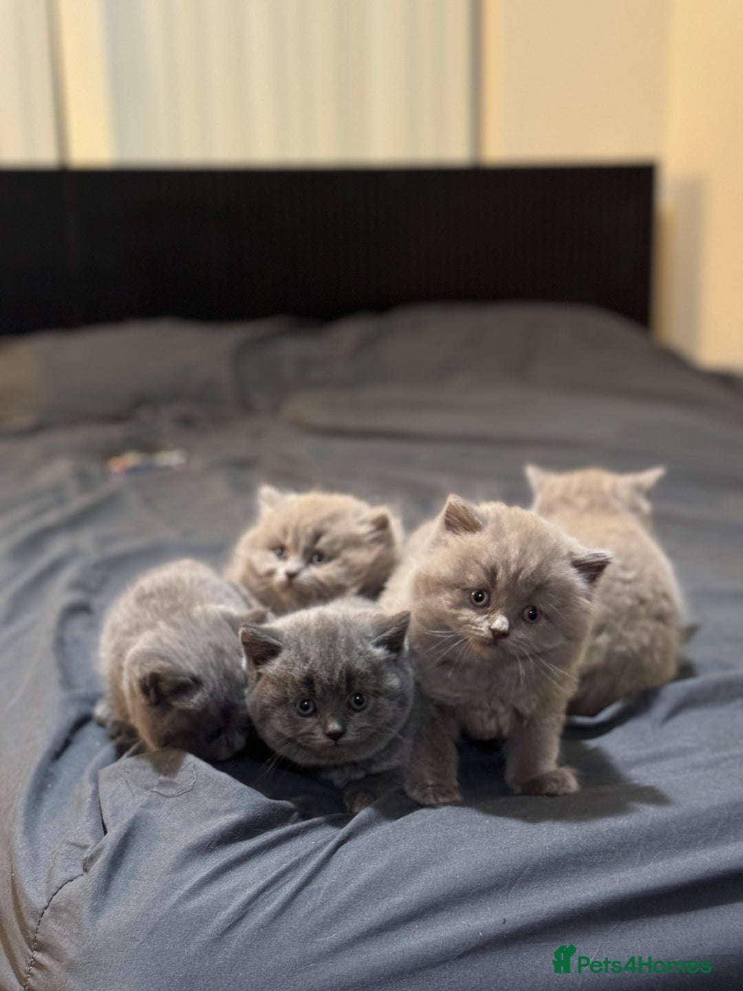British Shorthair cats for sale: British shorthair blue and lilac  - Image 11