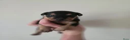 Patterdale Terrier dogs for sale: Fantastic Patterdale terrier pups D&D  - Advert 19