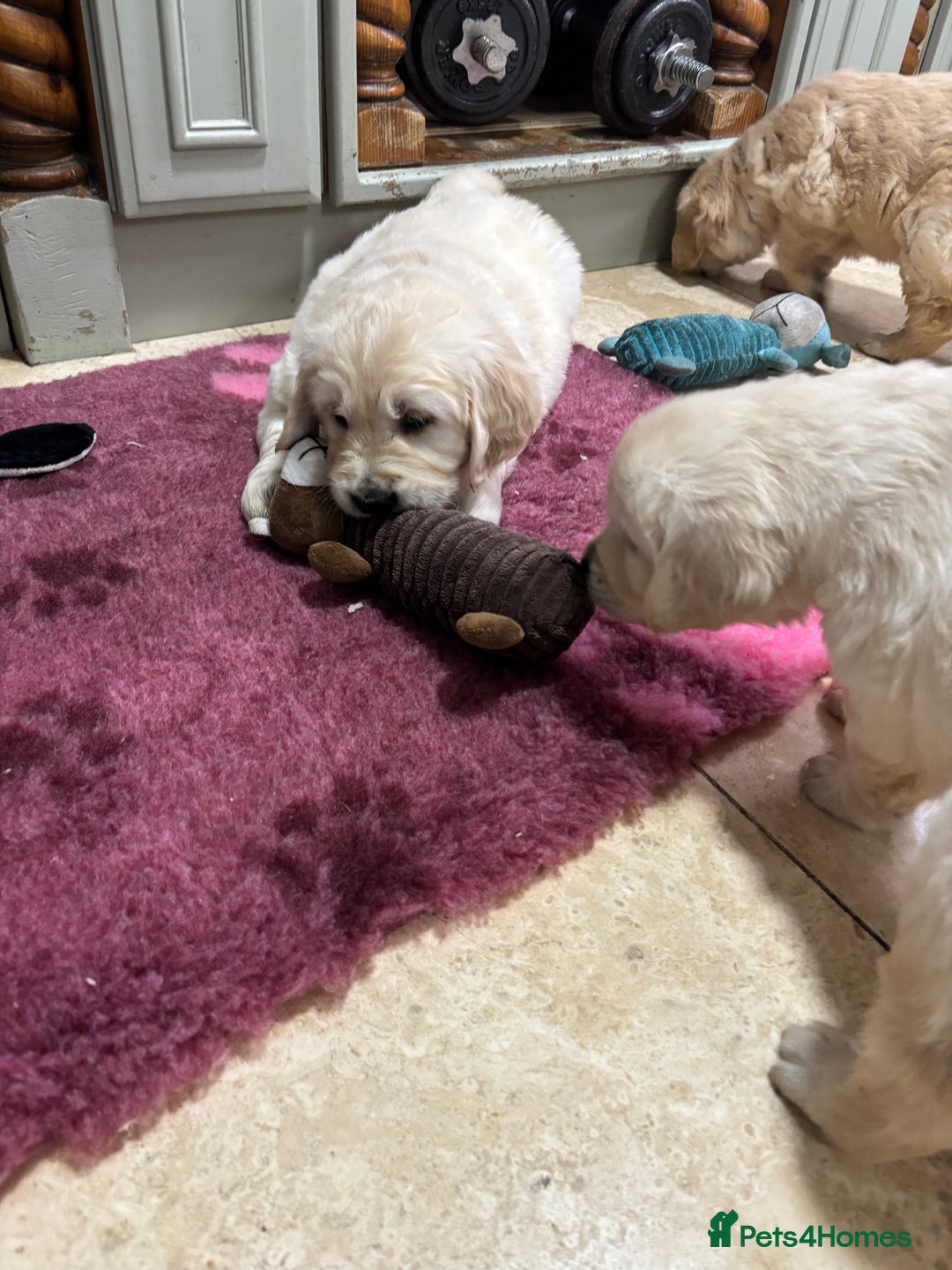 Golden Retriever dogs for sale: Golden retriever puppies  - Advert 16