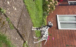 Dalmatian dogs for sale: Beautiful boy pups ready for a forever home - Image 2