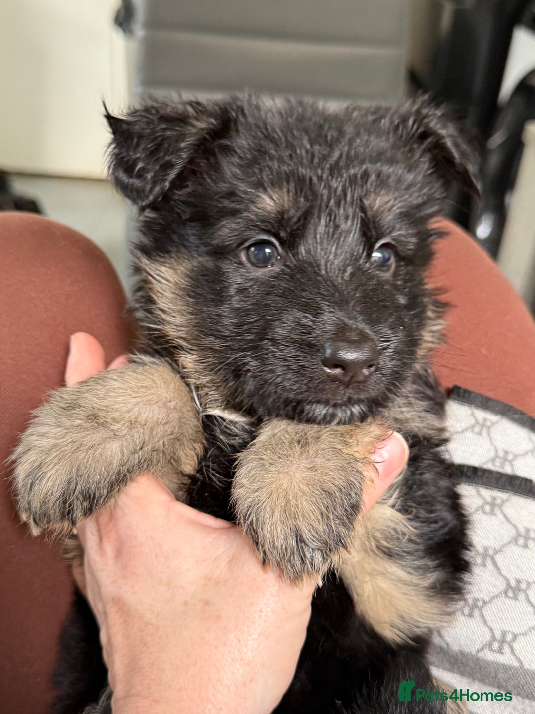 German Shepherd dogs for sale: Beautiful German Shepherd puppies  - Advert 29