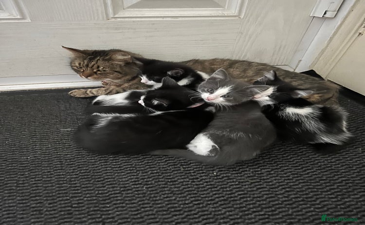 Mixed Breed cats - Advert 12