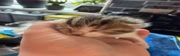 Mixed Breed cats for sale: Beautiful kittens and Mummy - Advert 15