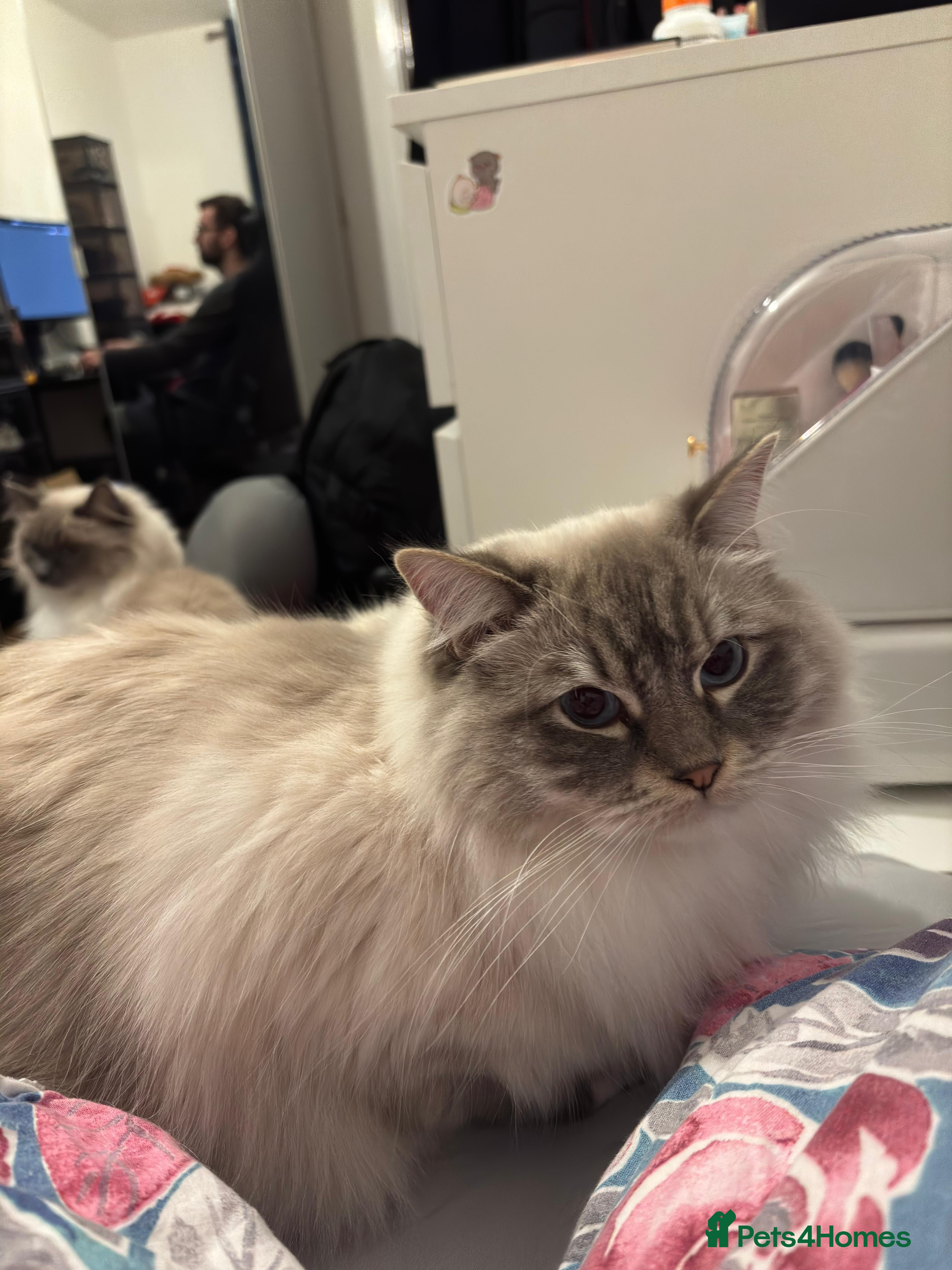 Ragdoll cats Alaska & Simba - Home Wanted for Our Bonded Pair - Advert 1