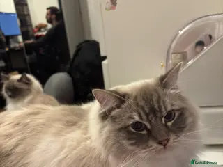 Ragdoll cats Alaska & Simba - Home Wanted for Our Bonded Pair - Advert 1