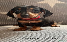 Dachshund dogs for sale:  !!Reduced!!READY TO LEAVE!! miniature dachshunds  - Image 7