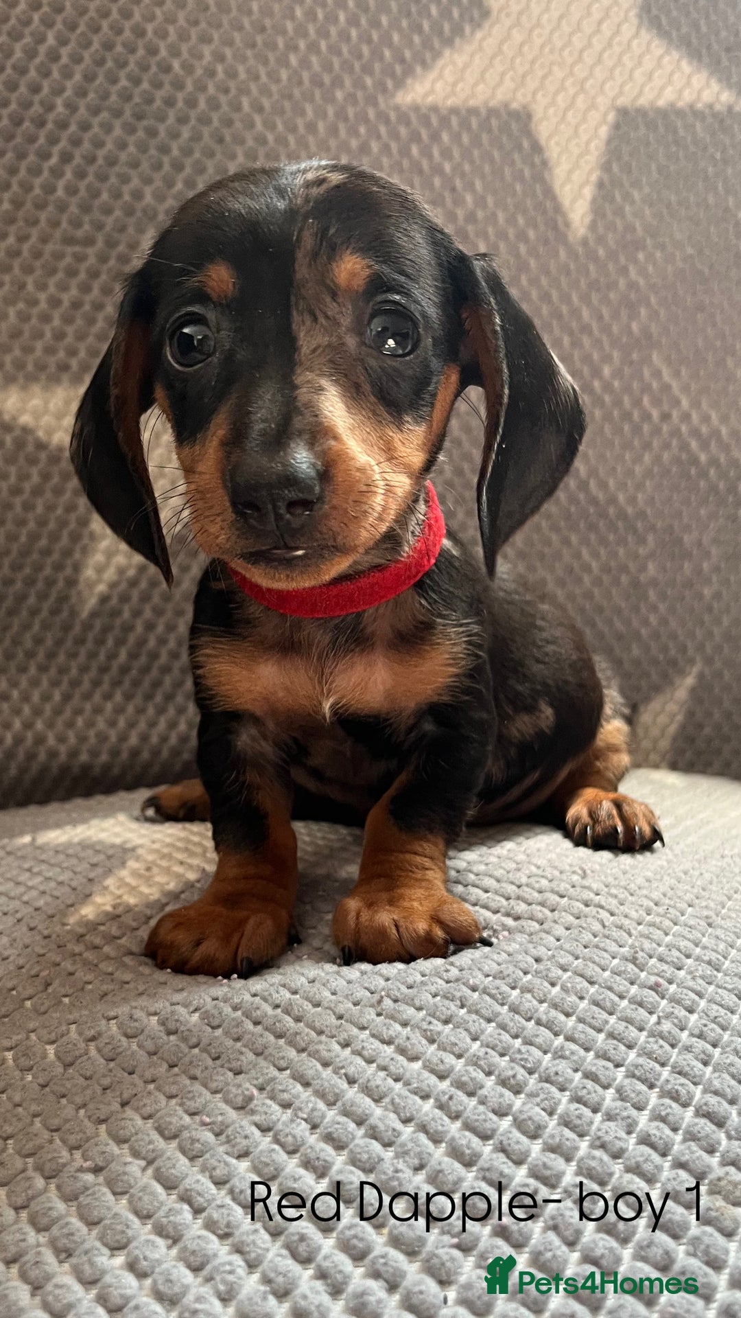 Dachshund dogs for sale:  !!Reduced!!READY TO LEAVE!! miniature dachshunds  - Image 7