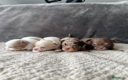 Chihuahua dogs for sale: Long hair chihuahua puppies  - Image 1