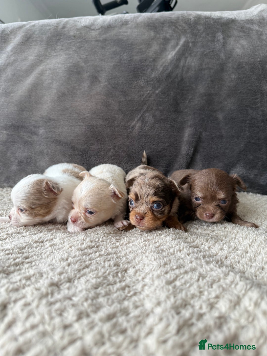 Chihuahua dogs for sale: Long hair chihuahua puppies  - Image 1