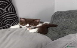 British Shorthair cats for sale: quality kittens gccf registered - Image 27