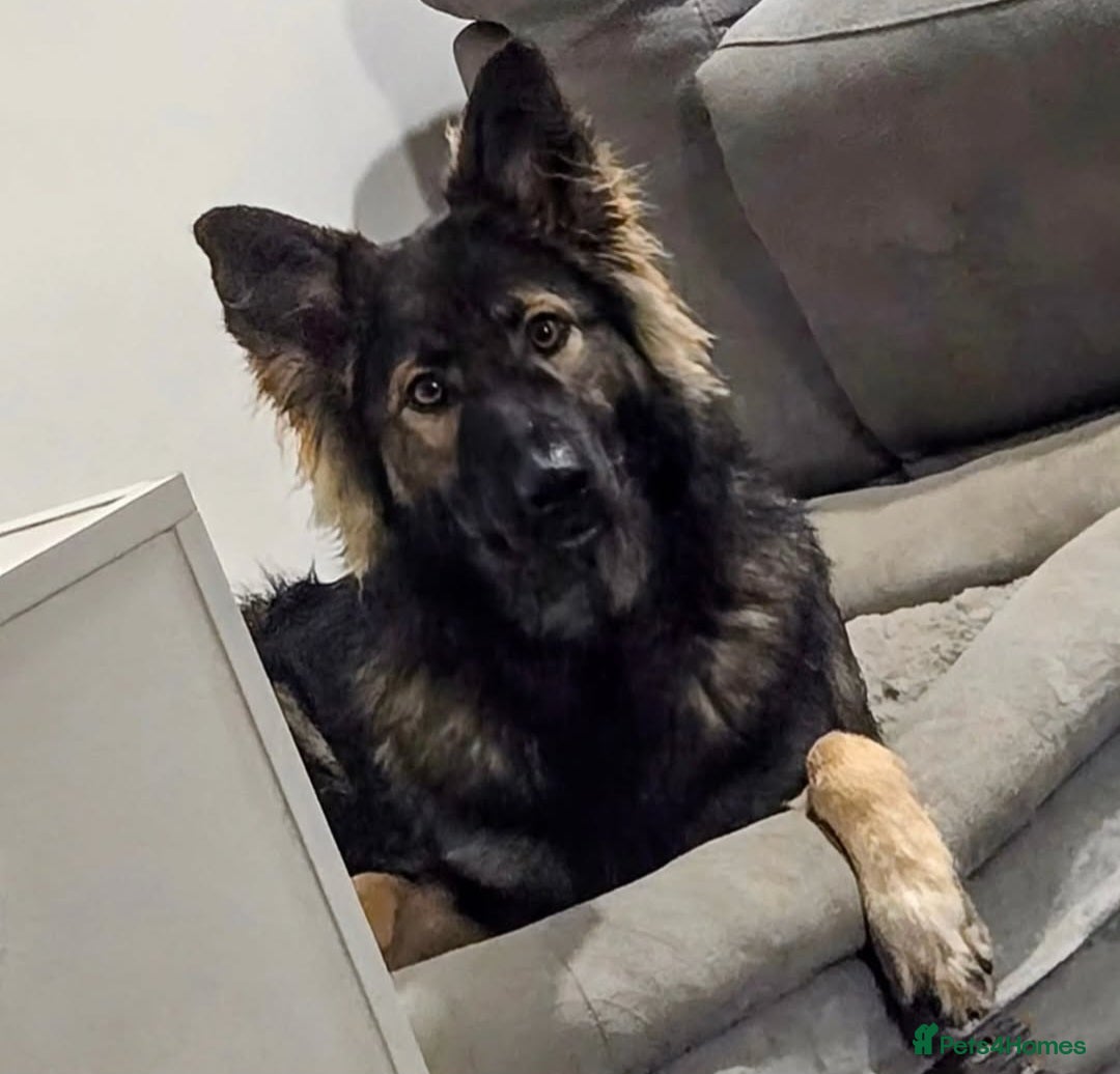 Mixed Breed dogs for sale: 2 year old shepherd  - Advert 2