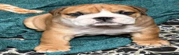English Bulldog dogs for sale: Champion Line KC Bulldog Puppies Health Tests - Advert 8