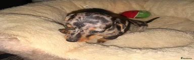 Miniature Dachshund 2