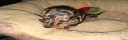 Miniature Dachshund dogs for sale: Very small smooth miniature daschund  - Advert 4