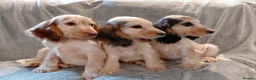 Cocker Spaniel dogs for sale: Beautiful cocker spaniels  - Advert 3