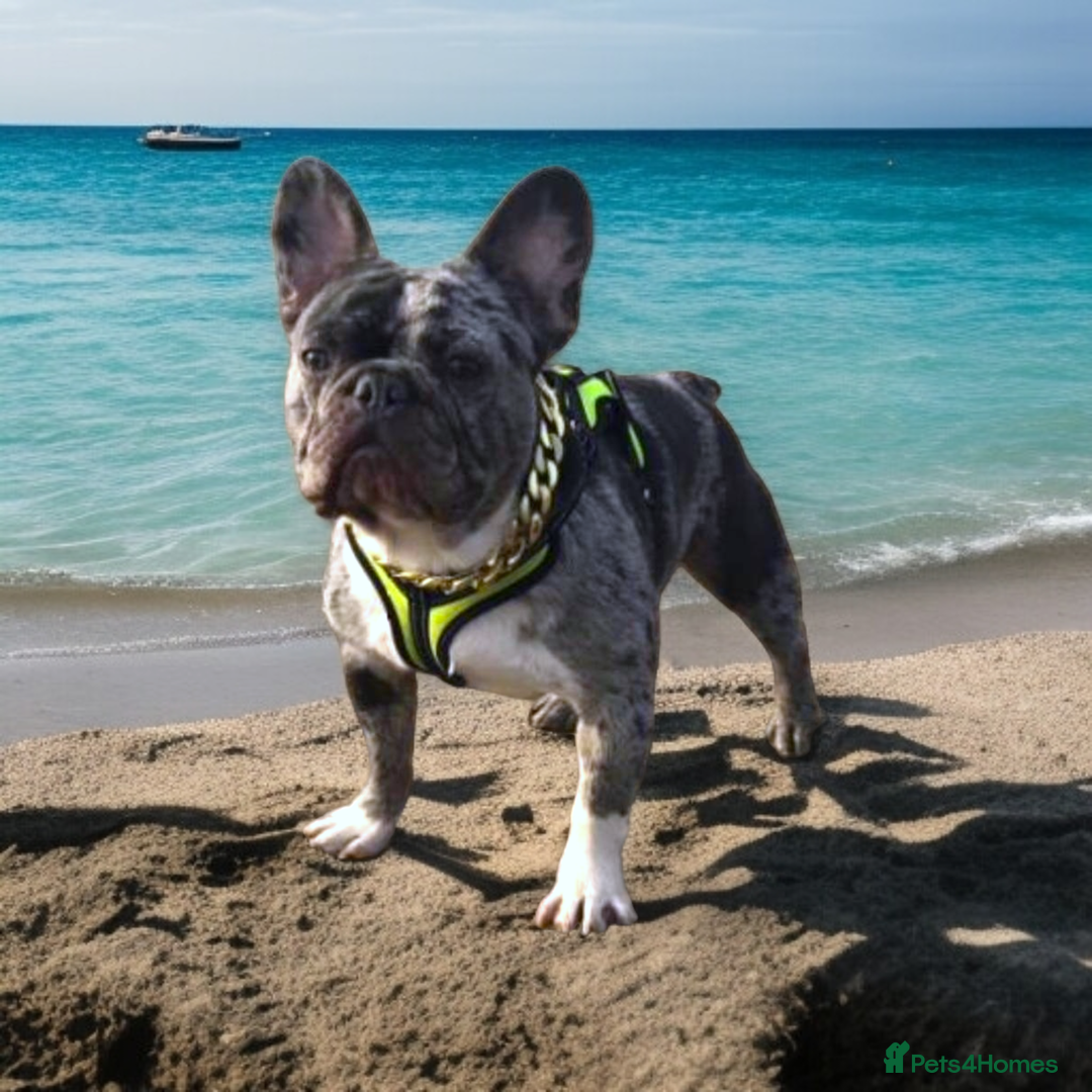 French Bulldog dogs for sale: Stunning Newshade French Bulldog Puppies - Image 31