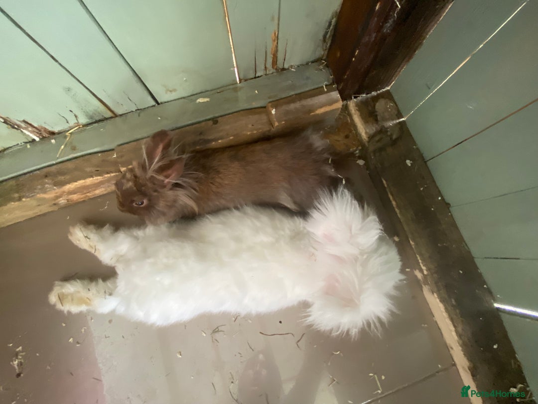 Lionhead rabbits for sale: 2 bonded rabbits  - Image 5
