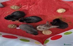 Mini Lop rabbits for sale: beautiful mini lops ready for new homes  - Image 13
