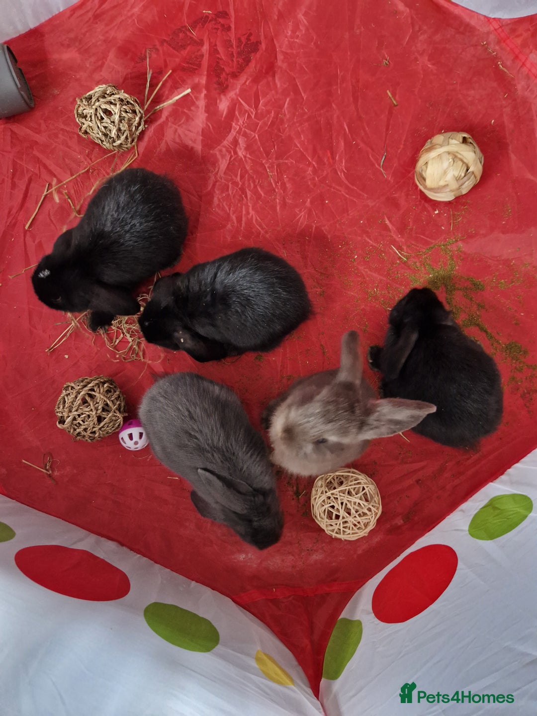 Mini Lop rabbits for sale: beautiful mini lops ready for new homes  - Image 13