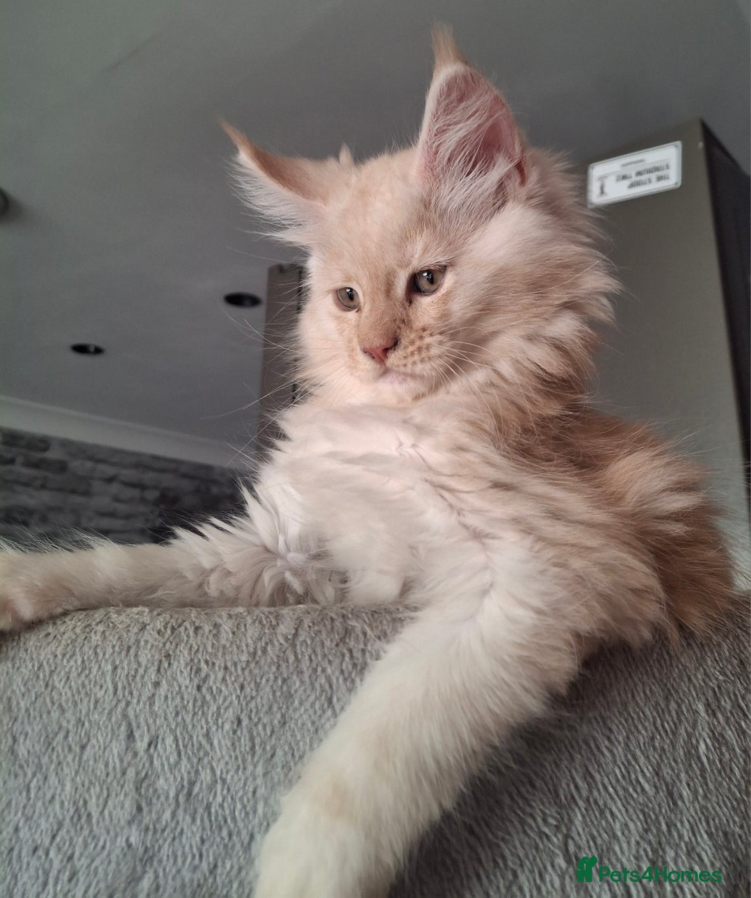 Maine Coon cats for sale: Gorgeous kittens  - Image 11