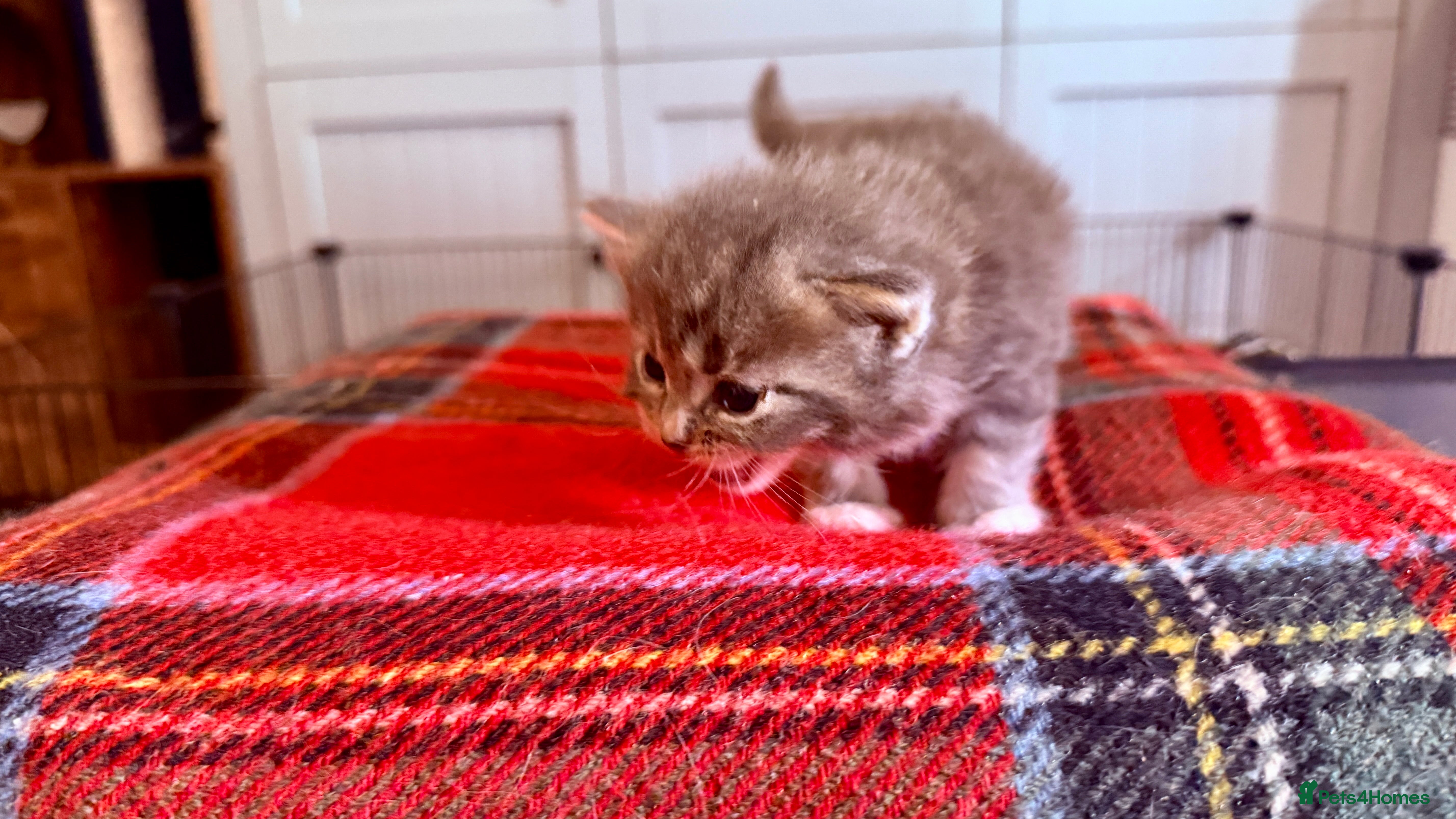 Ragcoon cats for sale: Gorgeous, fluffy litter of 6 RagCoon Kittens - Advert 21