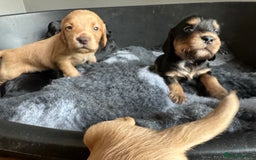 Cocker Spaniel dogs for sale: Kennel Club reg’d Cocker Puppies - Image 12