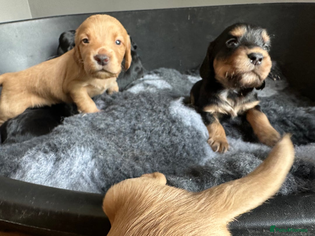 Cocker Spaniel dogs for sale: Kennel Club reg’d Cocker Puppies - Image 12