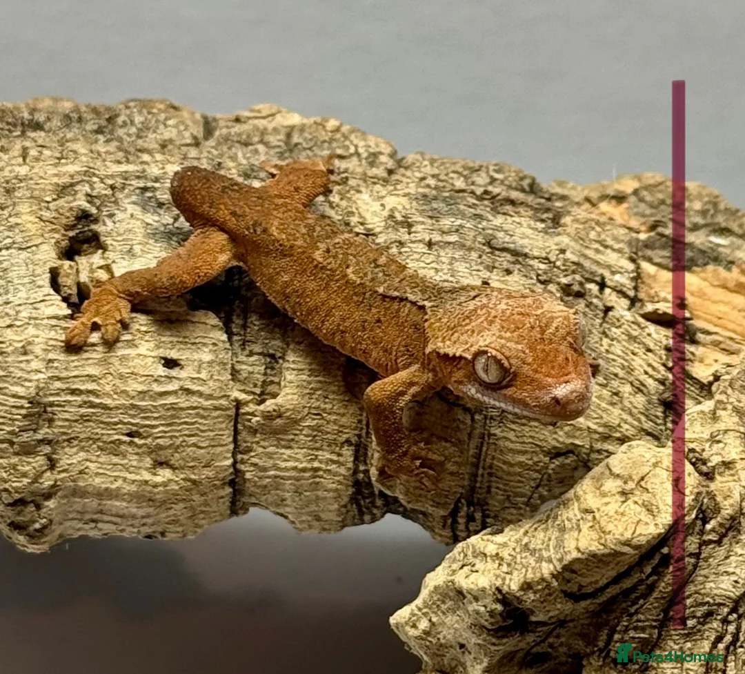 Gecko reptiles for sale: Baby Crested Geckos for Sale – Multiple Morphs  - Advert 8