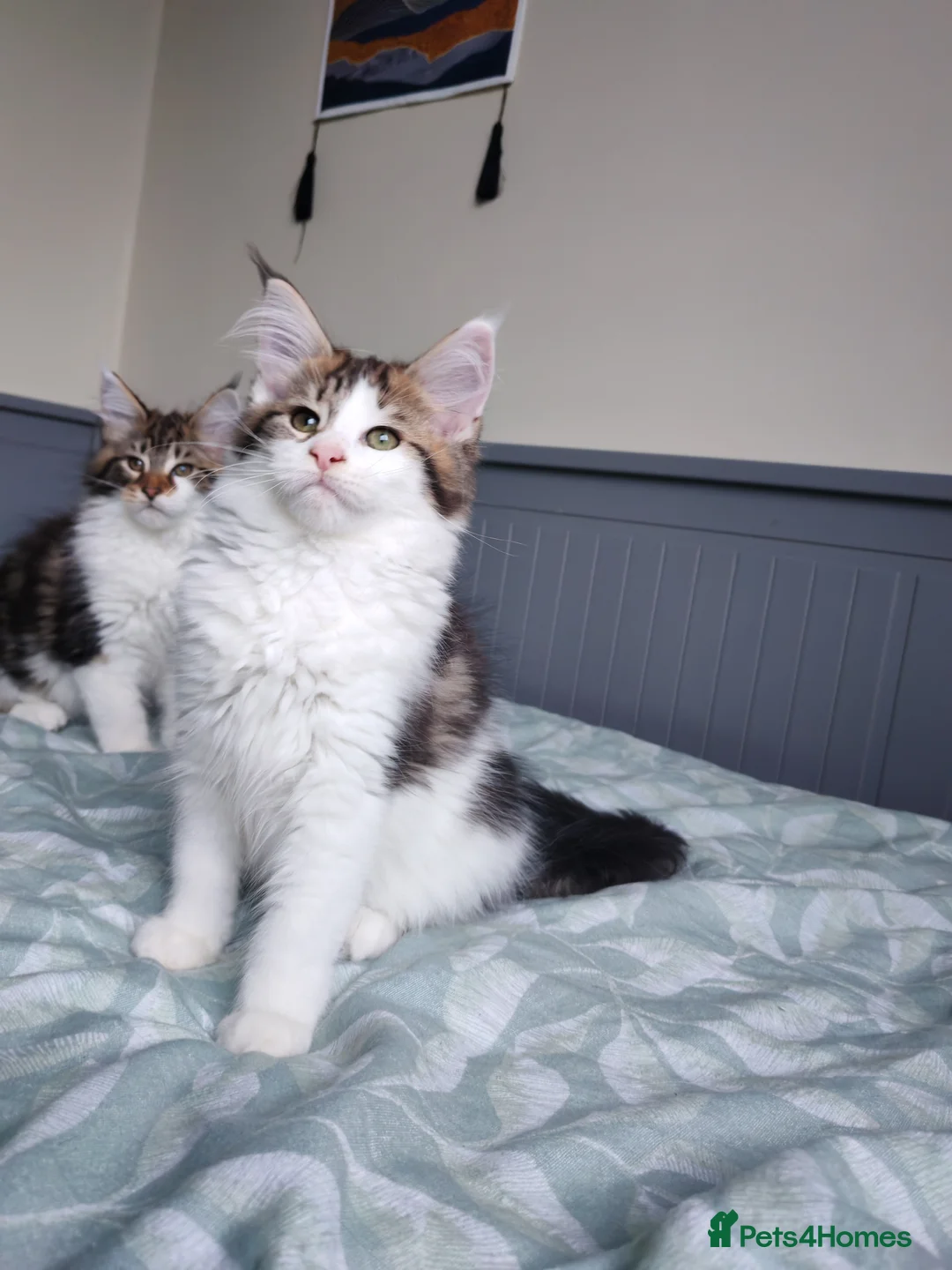Maine Coon cats for sale: Purebred Maine coon 😍😍 - Advert 2