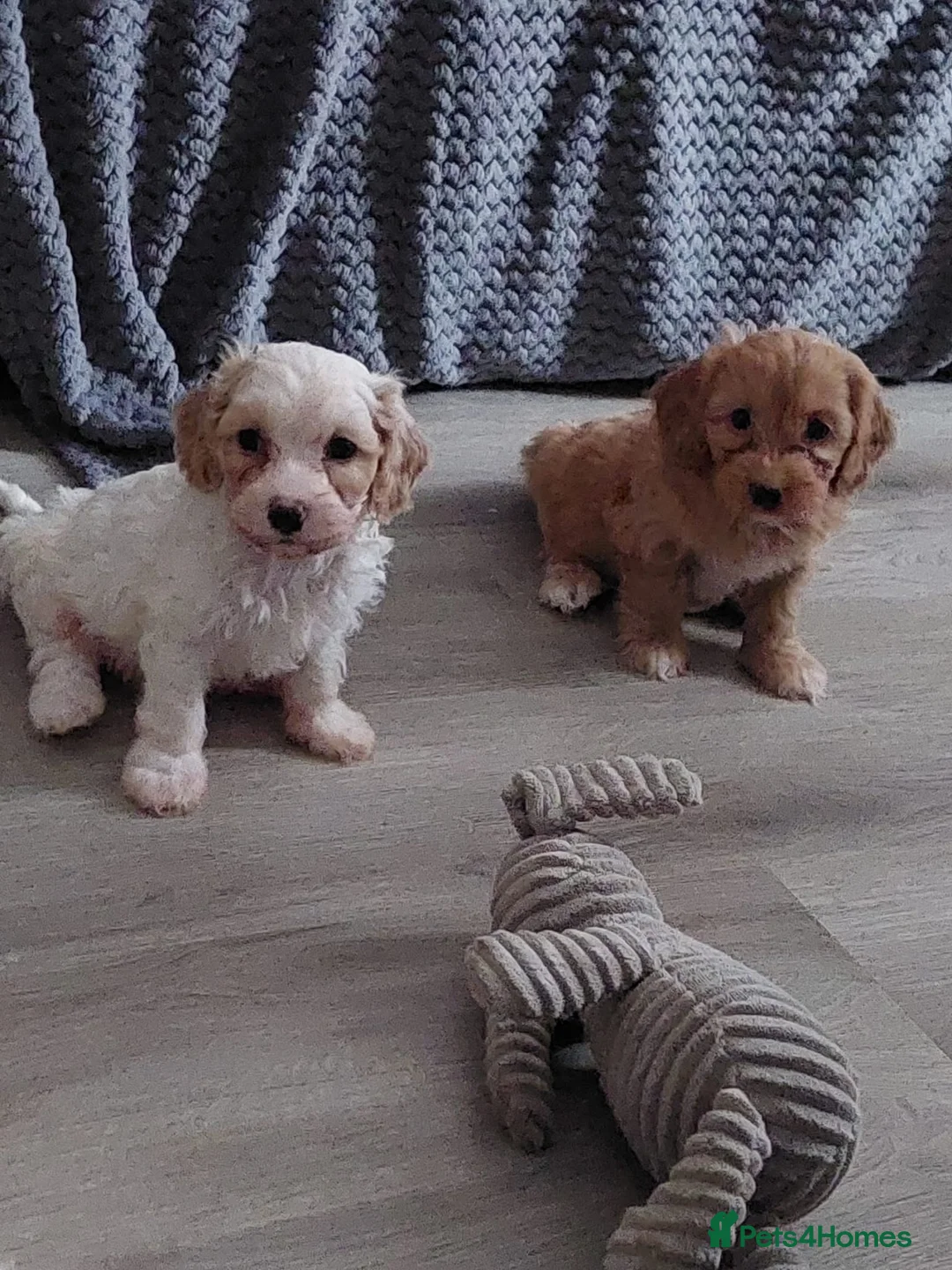 Cavapoo dogs for sale: Beautiful Cavapoo Puppies - Advert 1