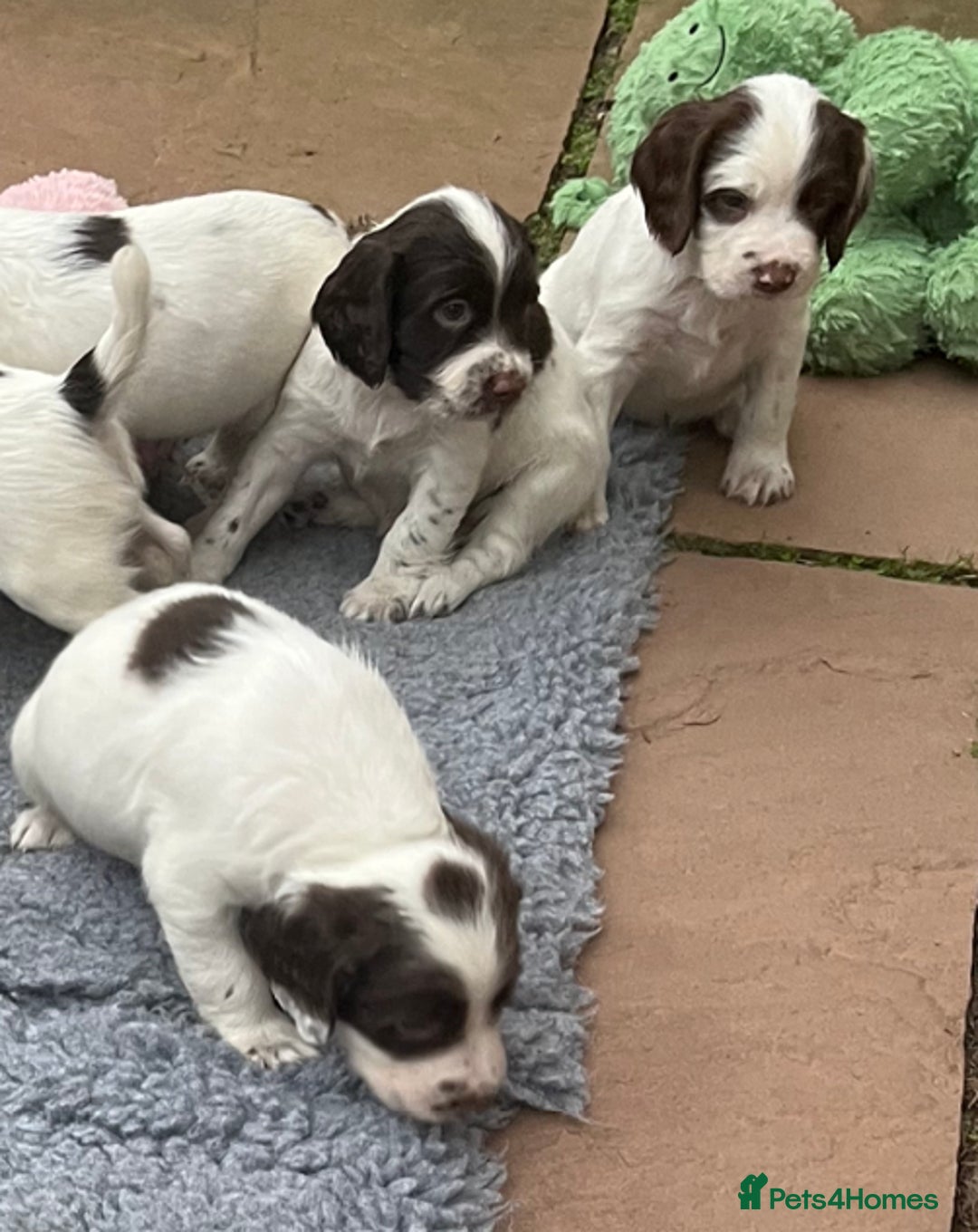 English Springer Spaniel dogs for sale: Oustanding DNA KC working Springer Spaniel pups - Image 18