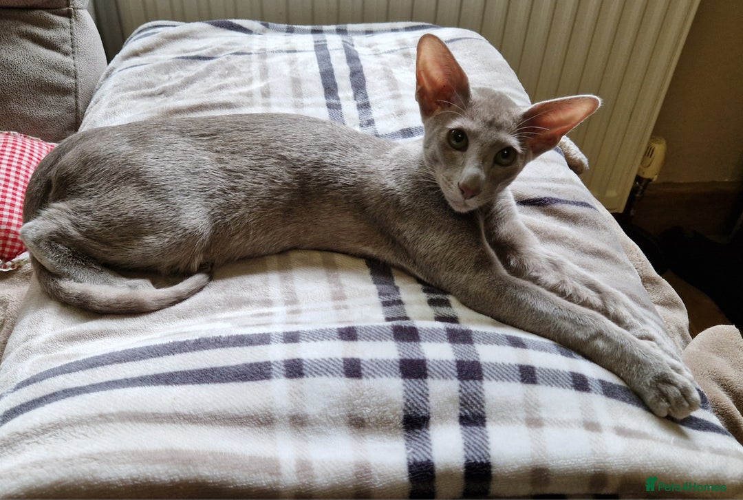 Oriental cats for sale: Oriental lilac Male kitten Gccf registered  - Image 1