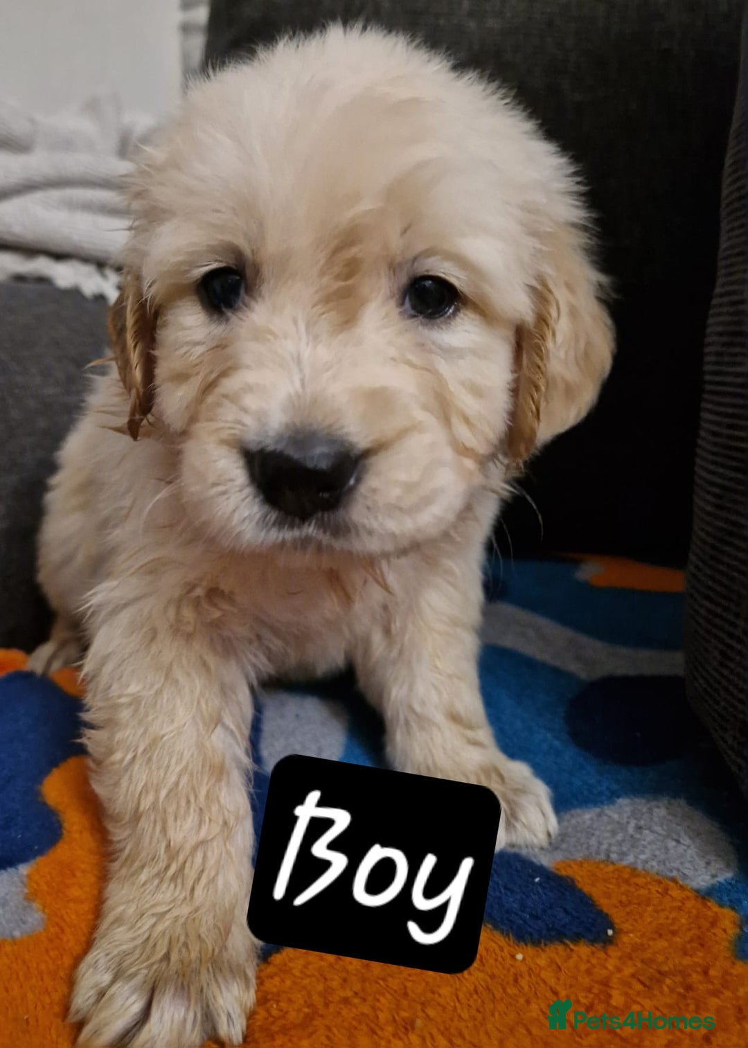 Golden Retriever dogs for sale: KC GoldenRetriver,READY NOW - Advert 15