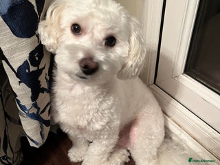 Maltipoo dogs - Advert 1