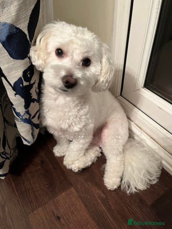 Maltipoo dogs - Advert 1