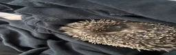Pygmy Hedgehog rodents for sale: Pygmy hedgehog female almost 6 months old - Advert 4