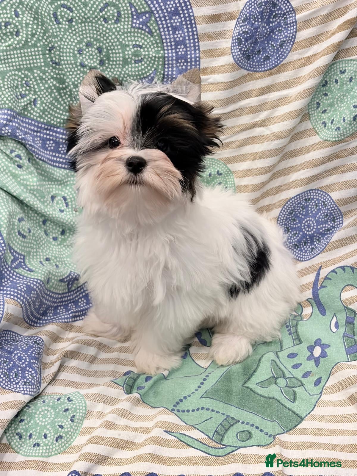 Yorkshire Terrier dogs Tiny Beautiful Girl 🩷& very Cute Boy💙available  - Advert 12