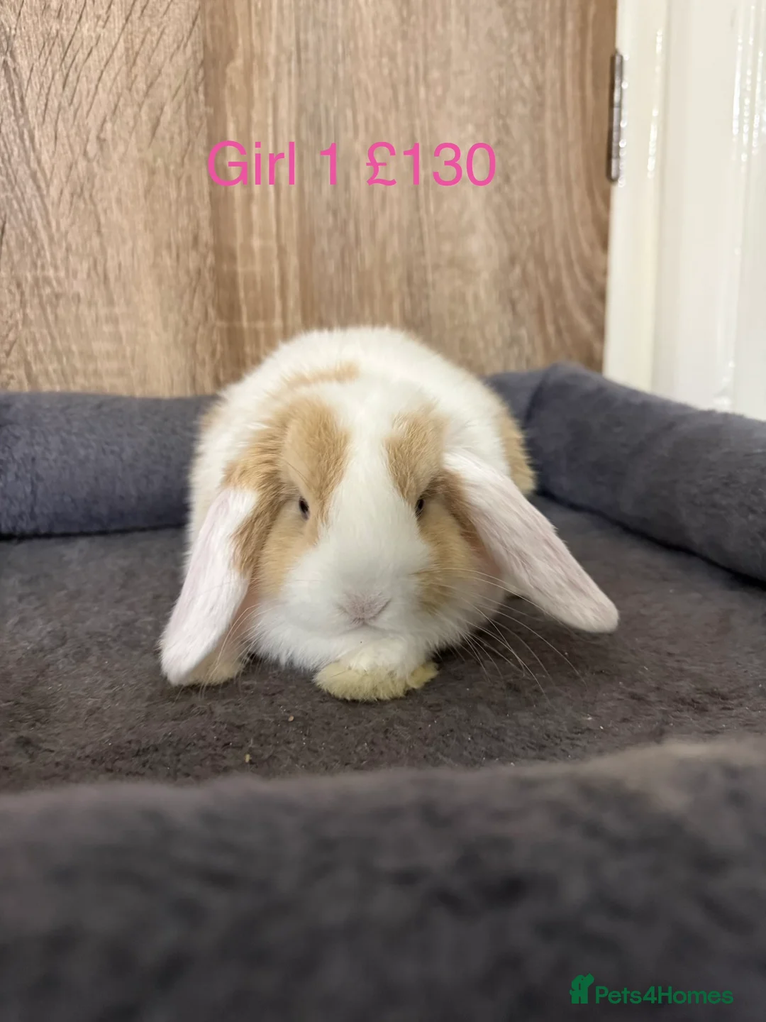 Mini Lop rabbits for sale: Beautiful pure mini lop  babies in Dartford - Advert 2