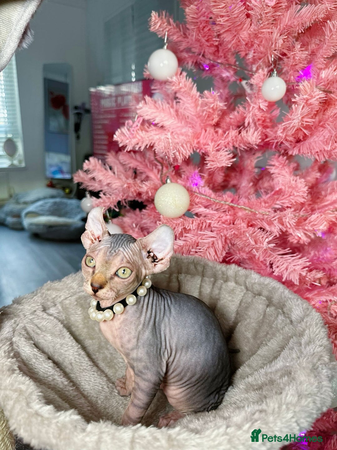 Sphynx cats for sale: 🌟 Stunning Sphynx & Elf Kittens  - Advert 8