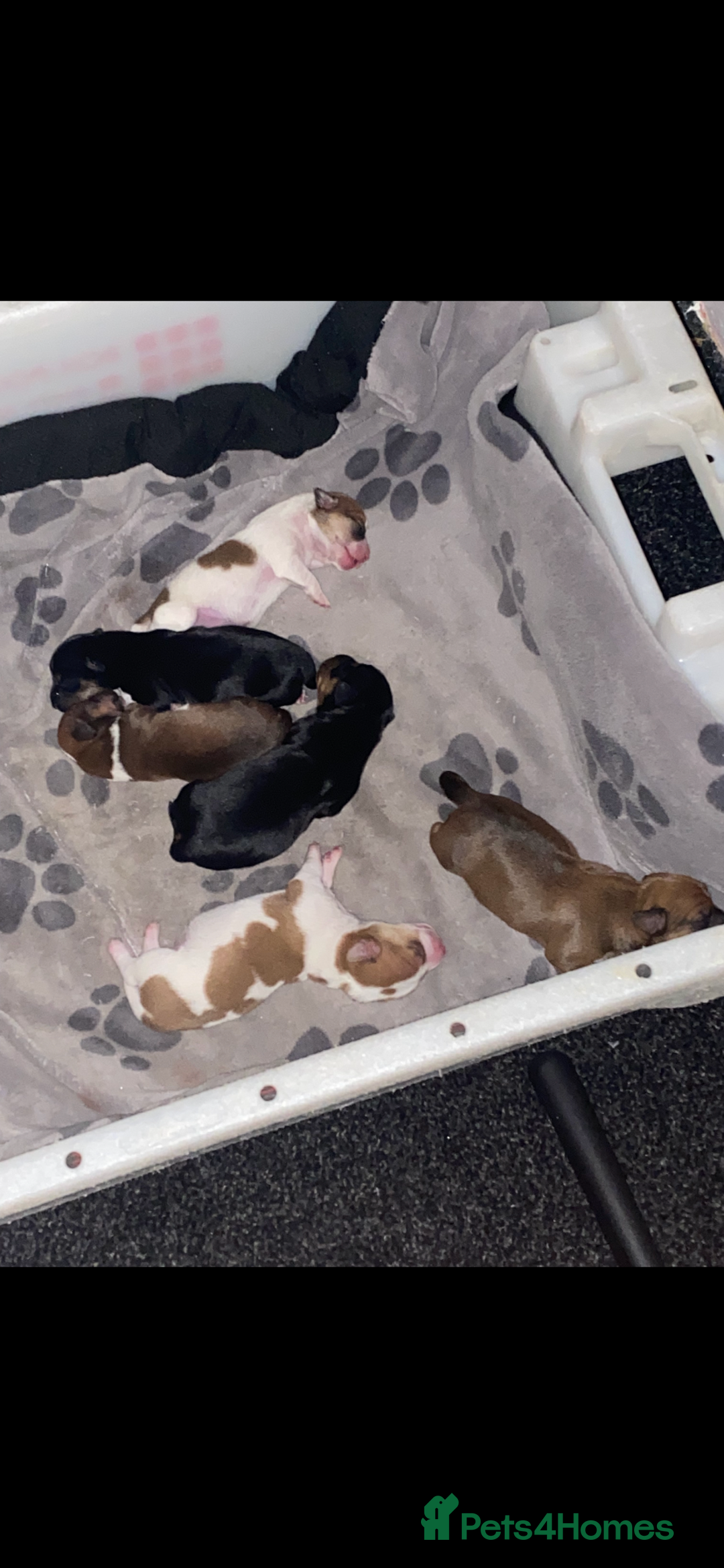 Mixed Breed dogs for sale: Jack Russell x dash x Chihuahua - Image 1