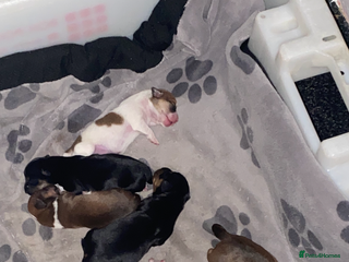 Mixed Breed dogs - Advert 7