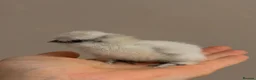 Chickens poultry for sale: Day old silkies  - Advert 4