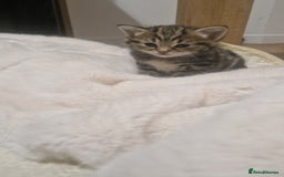 Siberian cats for sale: Siberian/bengal cross kitten  - Image 2