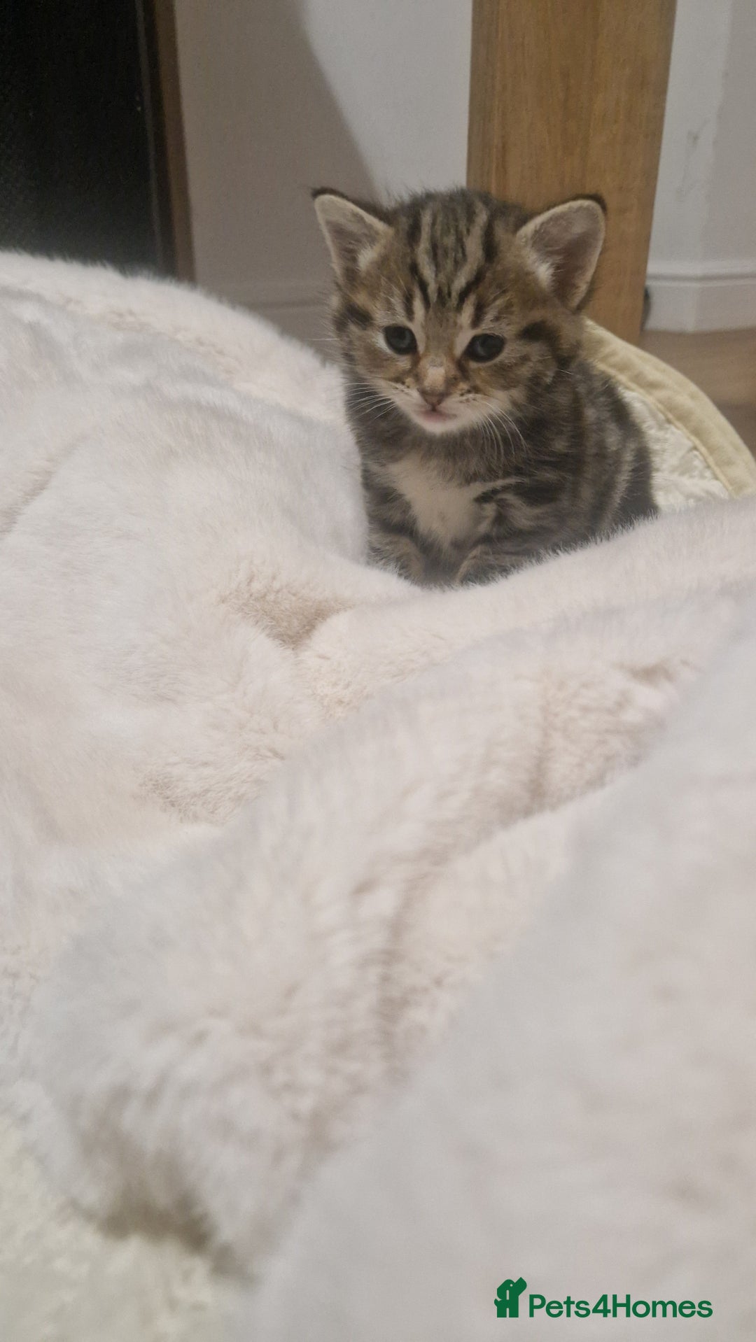Siberian cats for sale: Siberian/bengal cross kitten  - Image 2