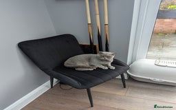 British Shorthair cats for sale: British shorthair female blue older girl - Image 2