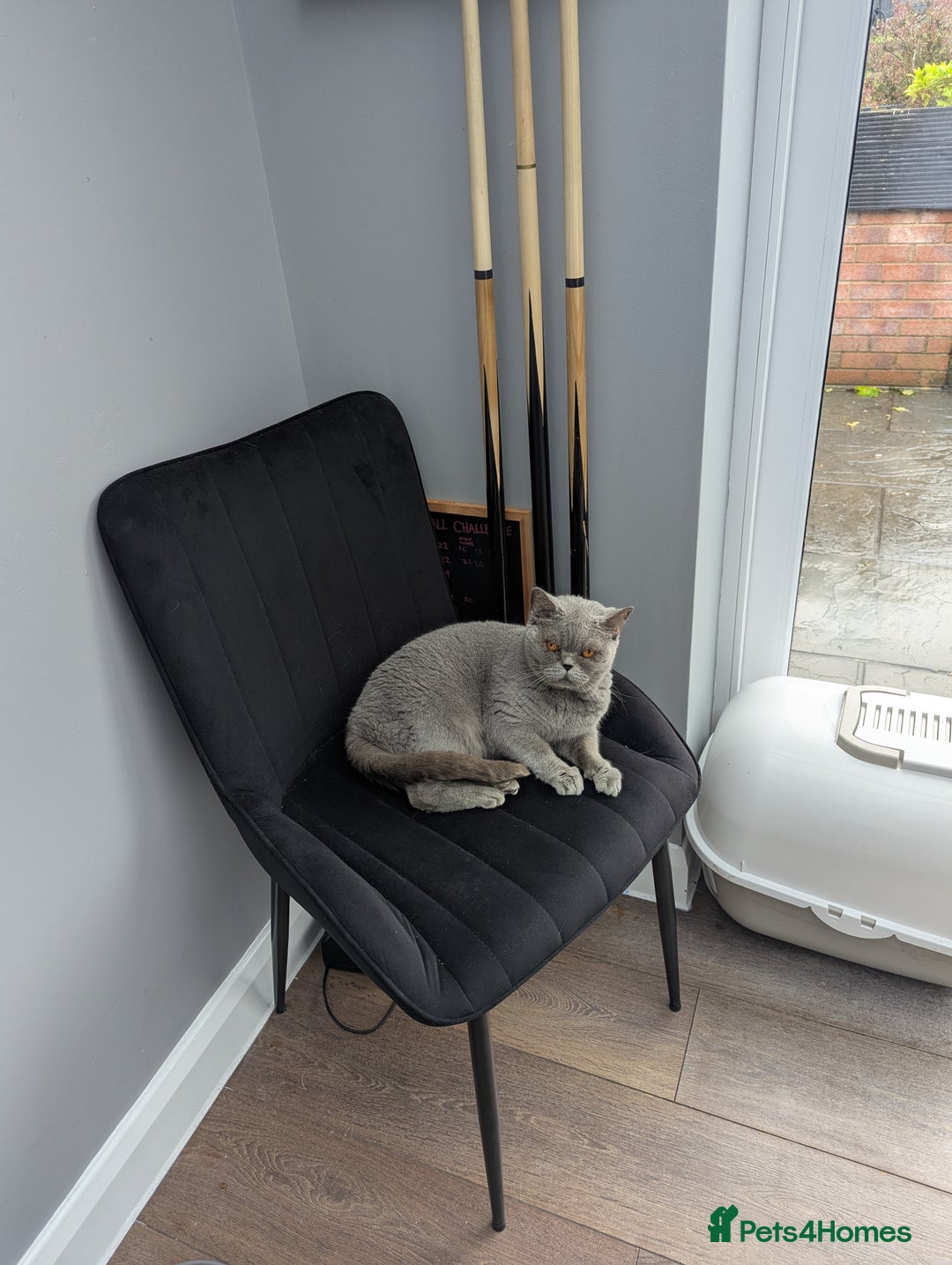 British Shorthair cats for sale: British shorthair female blue older girl - Image 2